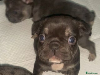 French Bulldog dogs Fabulous French bulldogs of excellent quality - Advert 18