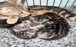 Bengal cats for sale: Bengal  kittens - Image 1
