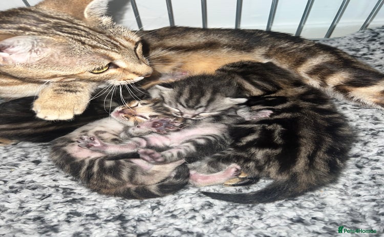 Bengal cats - Advert 1