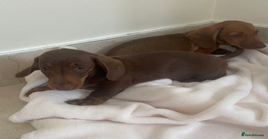 Miniature Dachshund dogs - Advert 1