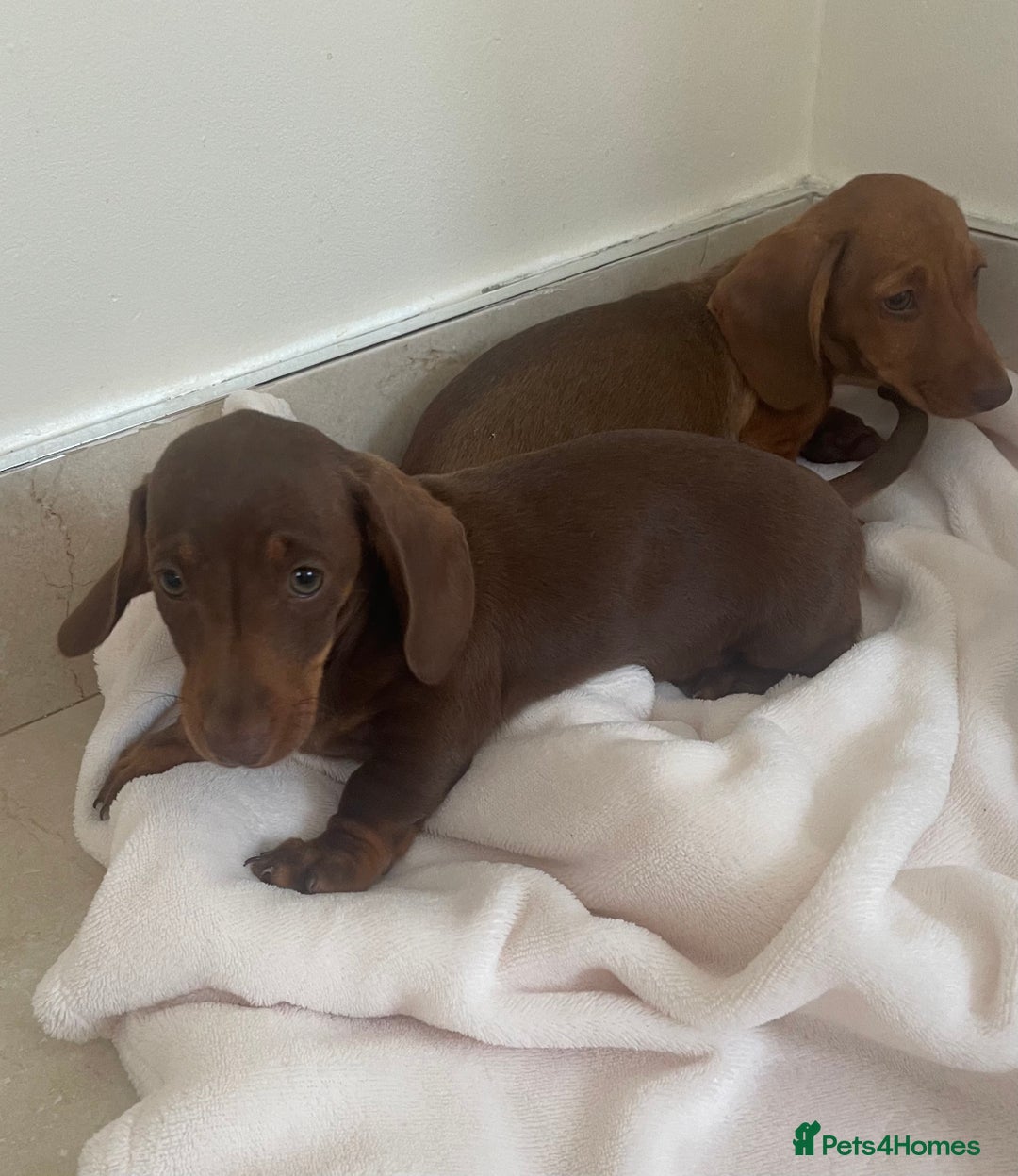 Miniature Dachshund dogs for sale: Miniature dachshund for sale - Image 3