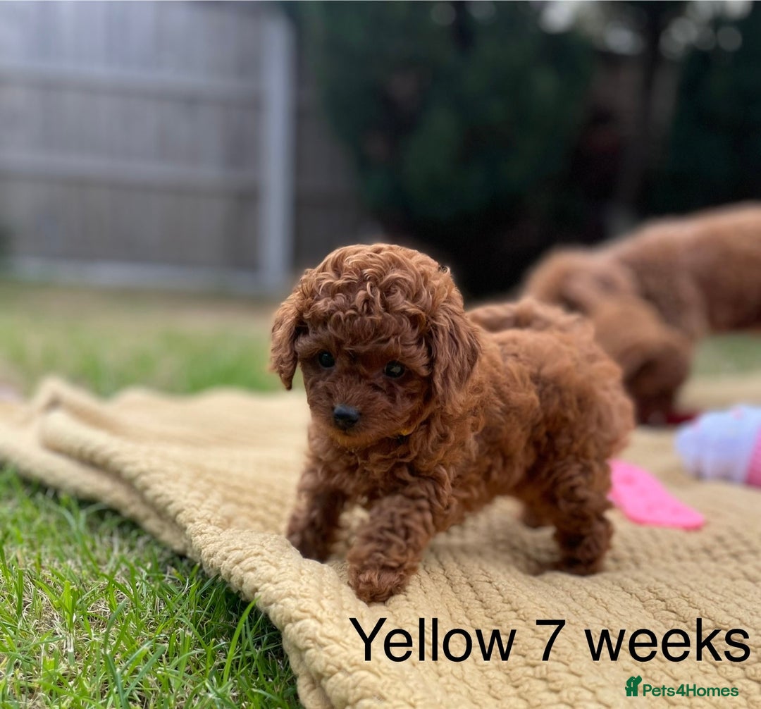 Toy Poodle dogs for sale: Asian Toy Poodle Puppies  - Image 20