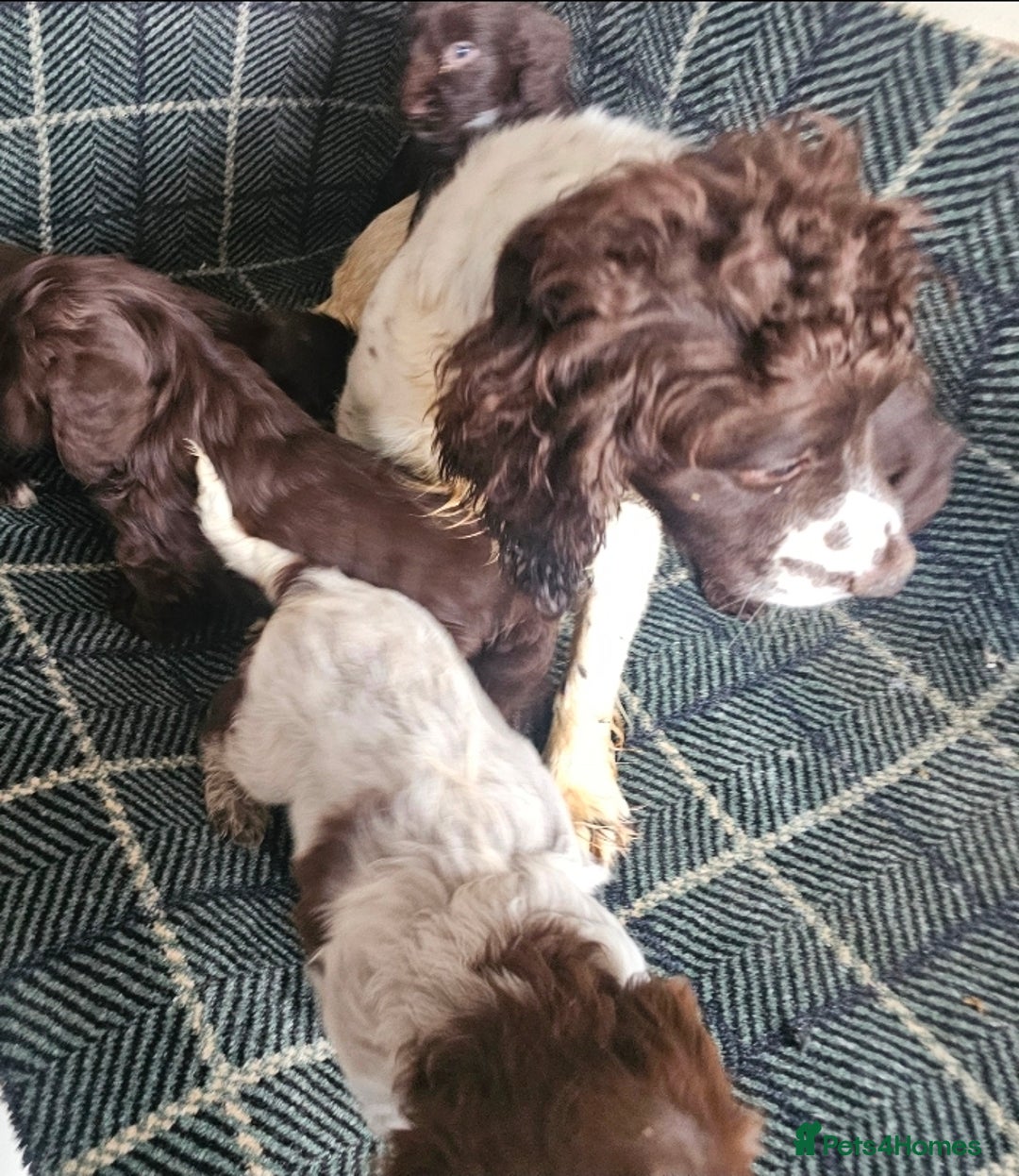 Cockapoo dogs for sale: Cockerapoo puppies F1 - Advert 19