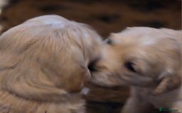 Golden Retriever dogs for sale: KC registered health tested puppies - Image 8