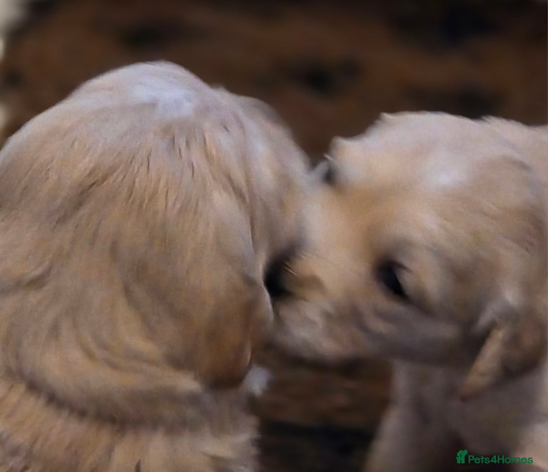 Golden Retriever dogs for sale: KC registered health tested puppies - Image 8