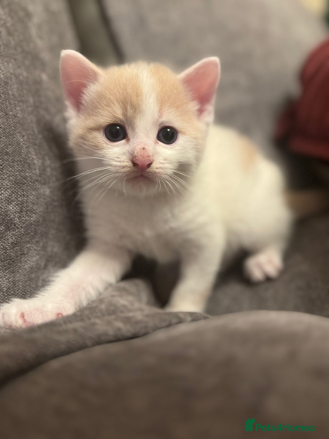 Mixed Breed cats for sale: 3 Beautiful kittens available - Advert 5