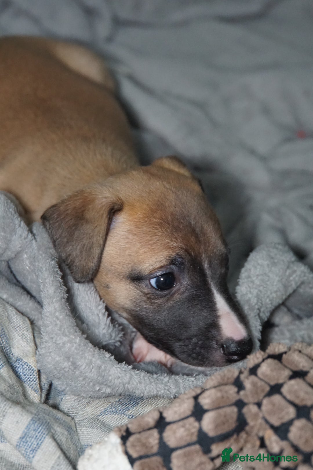 Whippet dogs for sale: Quality show/ Lure coursing girl - Advert 11