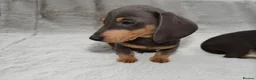 Dachshund dogs for sale: Adorable Dachshund Puppies  in Guildford - Advert 16