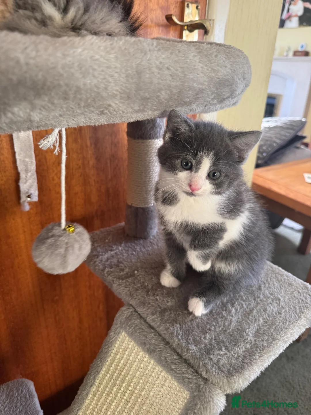 Mixed Breed cats for sale: Mixed breed kittens - Advert 9