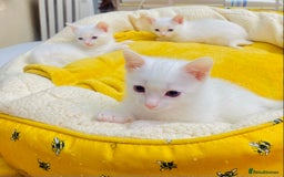 Ragdoll cats for sale: l Ragdol Kiten - Image 13