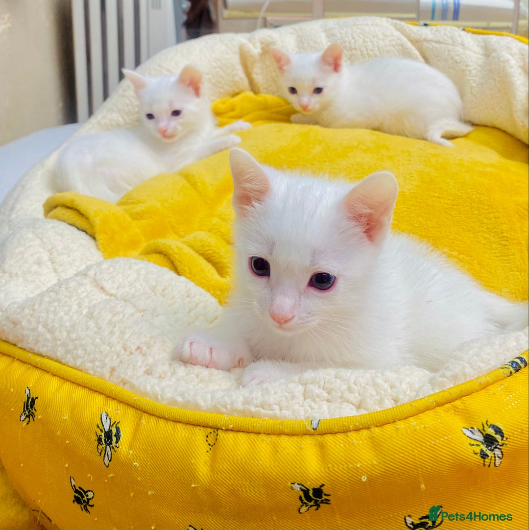 Ragdoll cats for sale: l Ragdol Kiten - Image 13