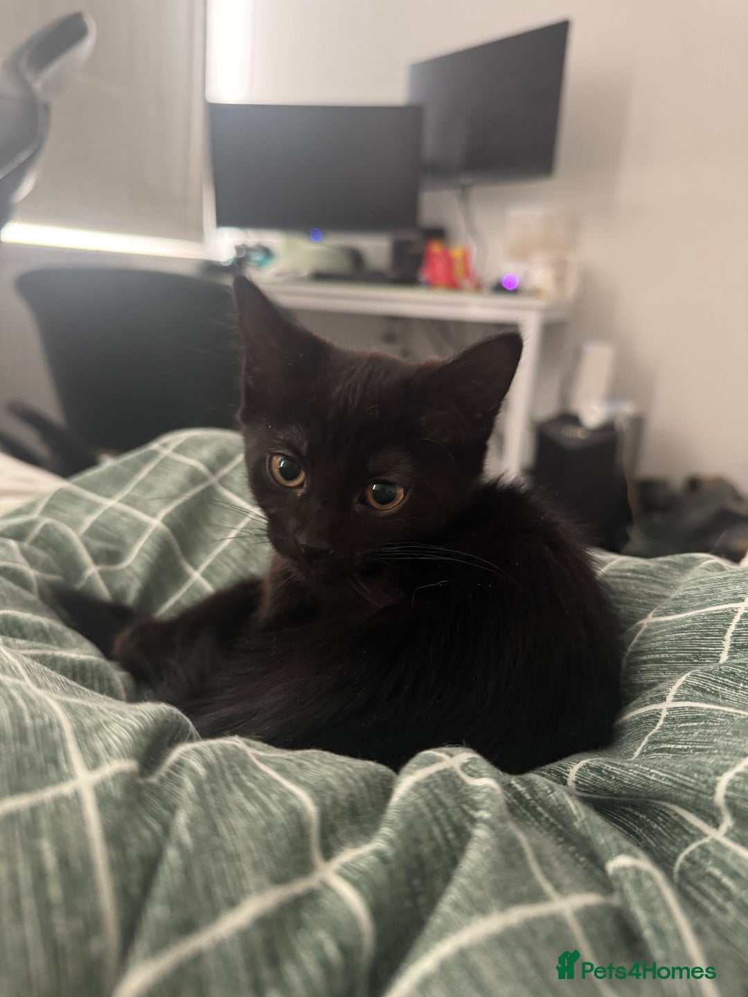 Mixed Breed cats for sale: 3 female kittens for sale  - Advert 6