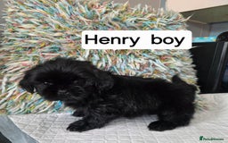 Shih Tzu dogs for sale: Stunning full pedigree miniature shih tzu puppies  - Image 1