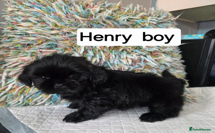 Shih Tzu dogs - Advert 7