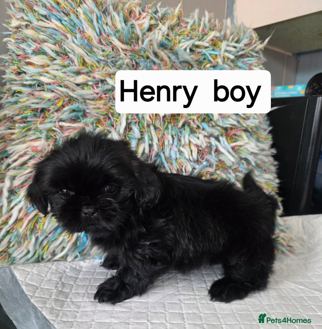 Shih Tzu dogs for sale: Stunning full pedigree miniature shih tzu puppies  - Image 1
