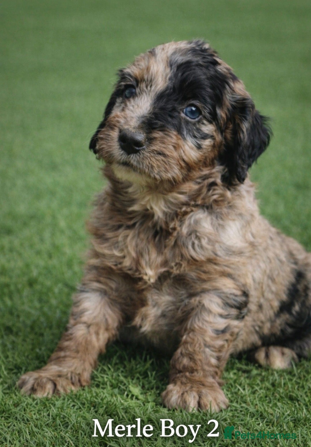 Goldendoodle dogs Beautiful miniature F1 Goldendoodle - Advert 1