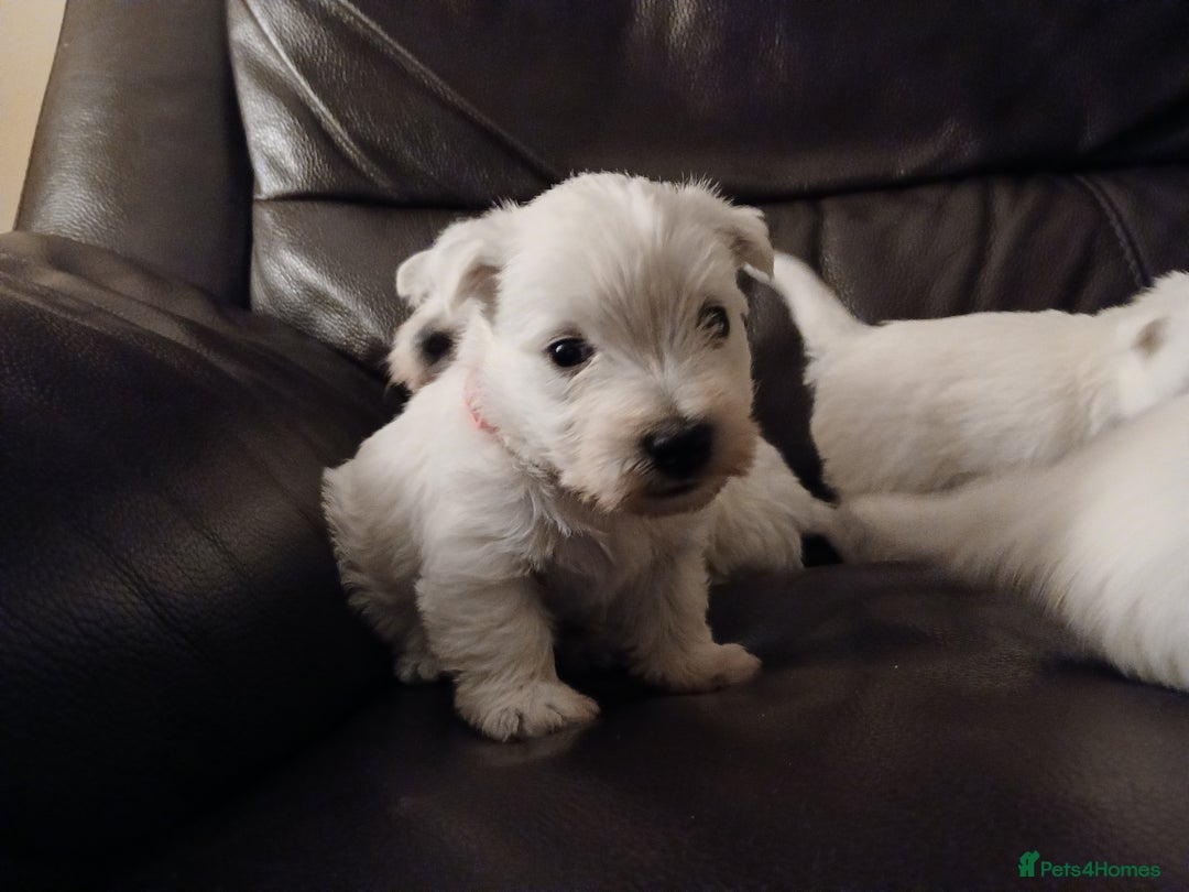 West Highland Terrier dogs for sale: 3 beautiful Westie pups - Advert 16