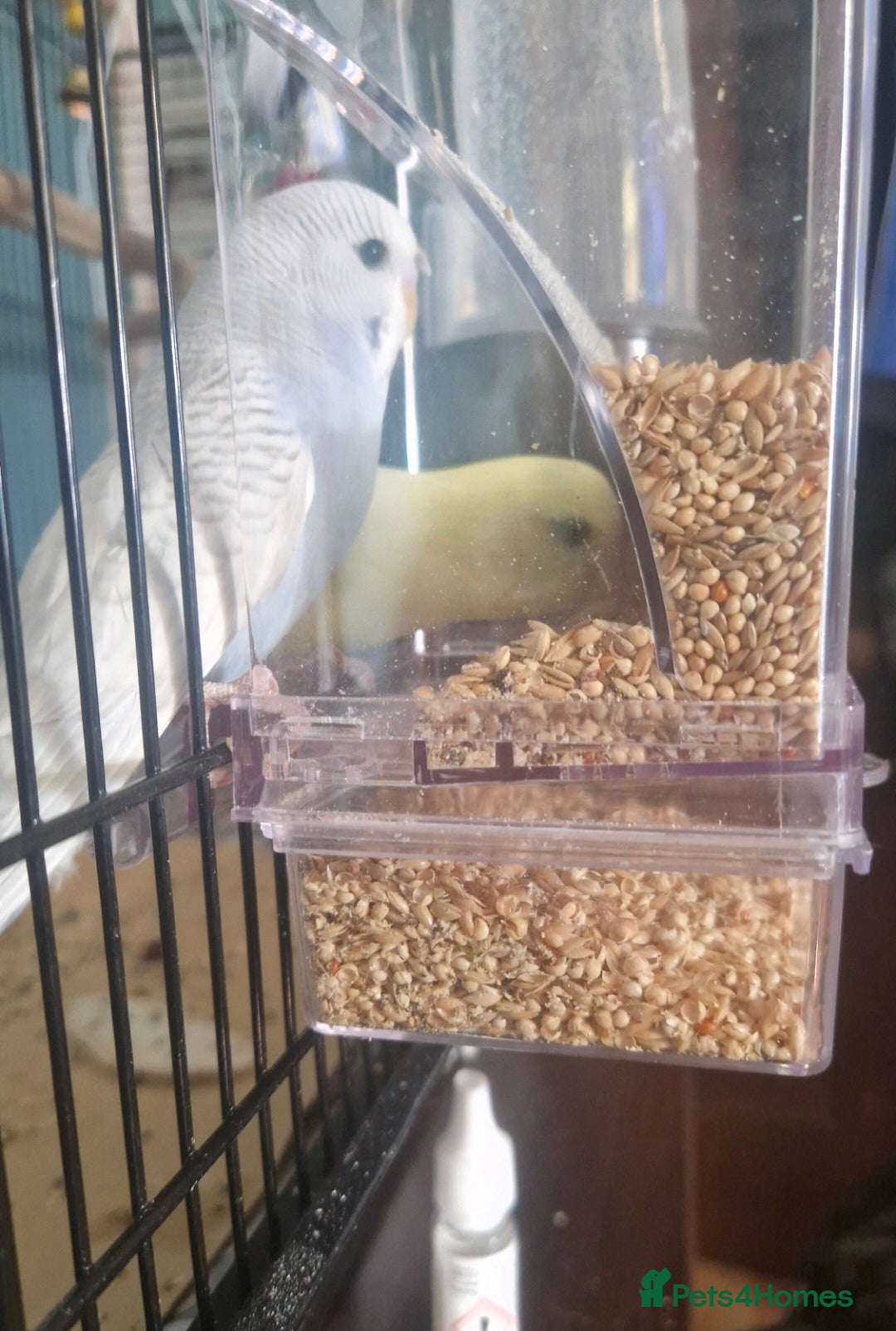 Budgerigars birds for sale: 2 budgies and large cage  - Image 1
