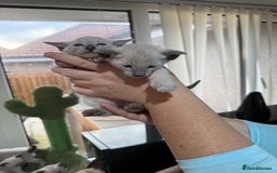 Siamese cats for sale: Siamese seal points  - Image 12