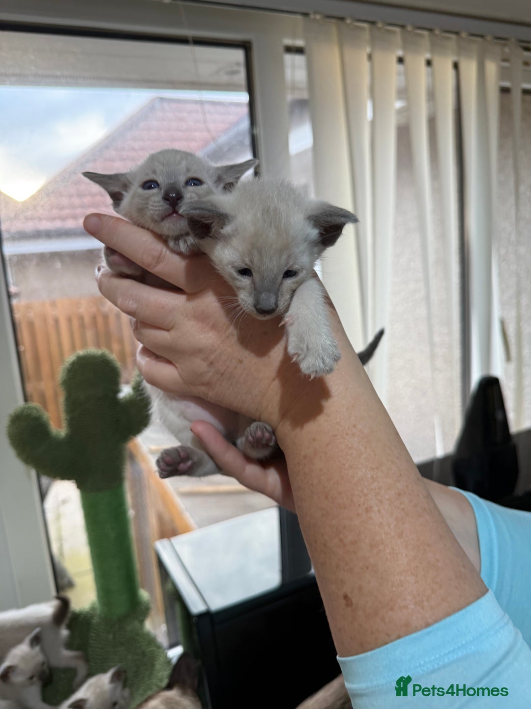 Siamese cats for sale: Siamese seal points  - Image 12