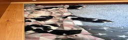 Basset Hound dogs for sale: Stunning KC Basset Hound Pups - Advert 14