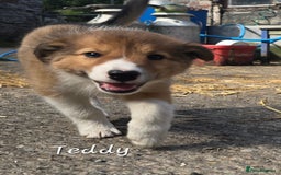 Border Collie dogs for sale:   Welsh Collie boy ready NOW - Image 6