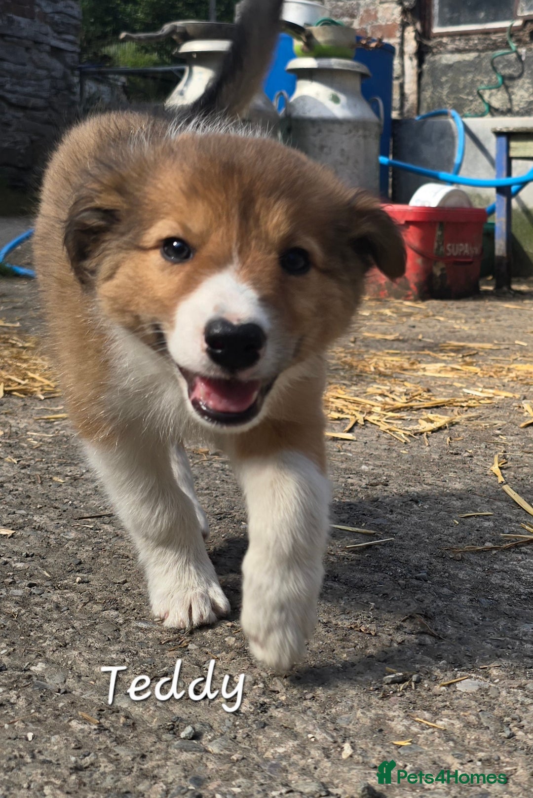 Border Collie dogs for sale:   Welsh Collie boy ready NOW - Image 6