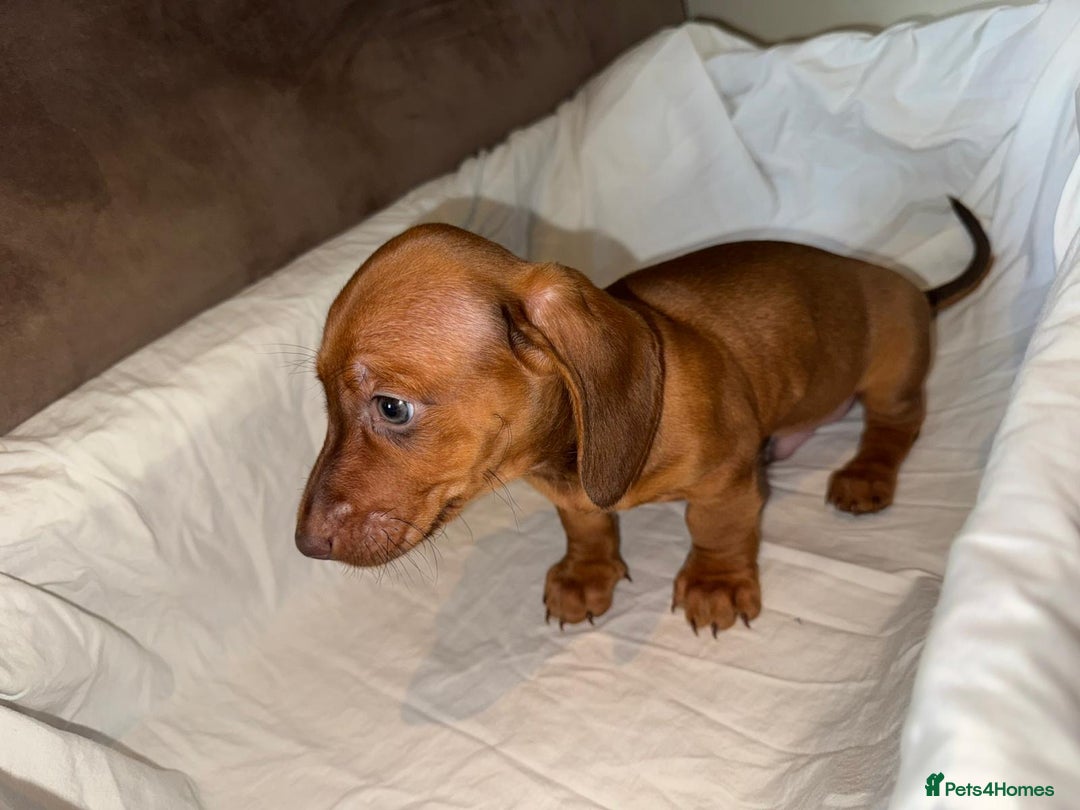 Dachshund dogs for sale: Two beautiful boys miniature dachshund puppies - Image 6