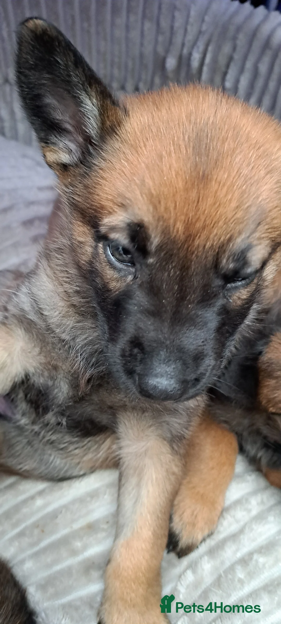 Belgian Shepherd Dog dogs for sale: Love ❤️  - Advert 2