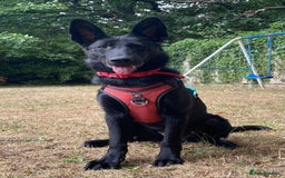 German Shepherd dogs for sale: 8 month old German Shepherd Puppy - Image 2