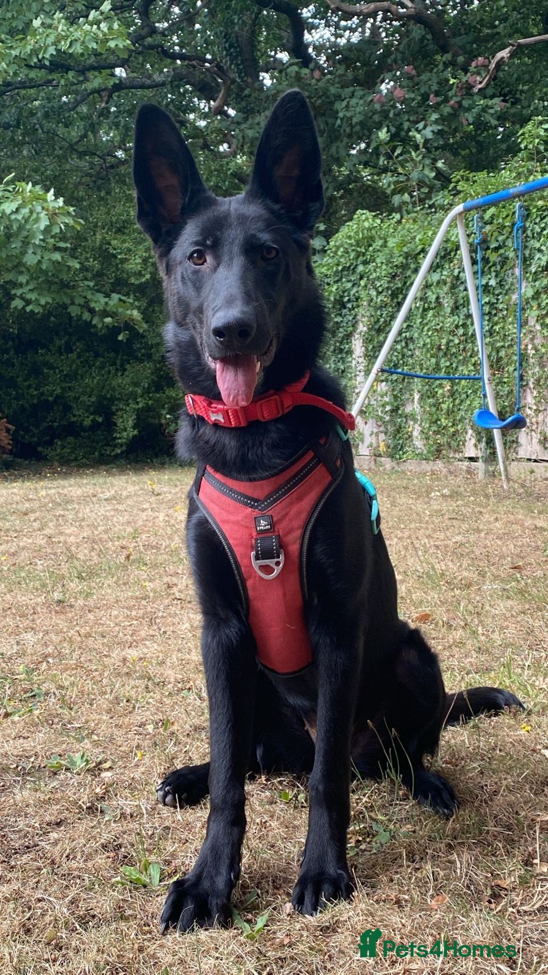 German Shepherd dogs for sale: 8 month old German Shepherd Puppy - Image 2