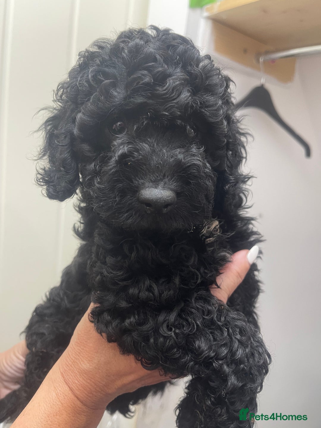 Cavapoo dogs for sale: 🐶 F1B CAVAPOOS 5* HEALTH CHECK 🐶 - Image 16