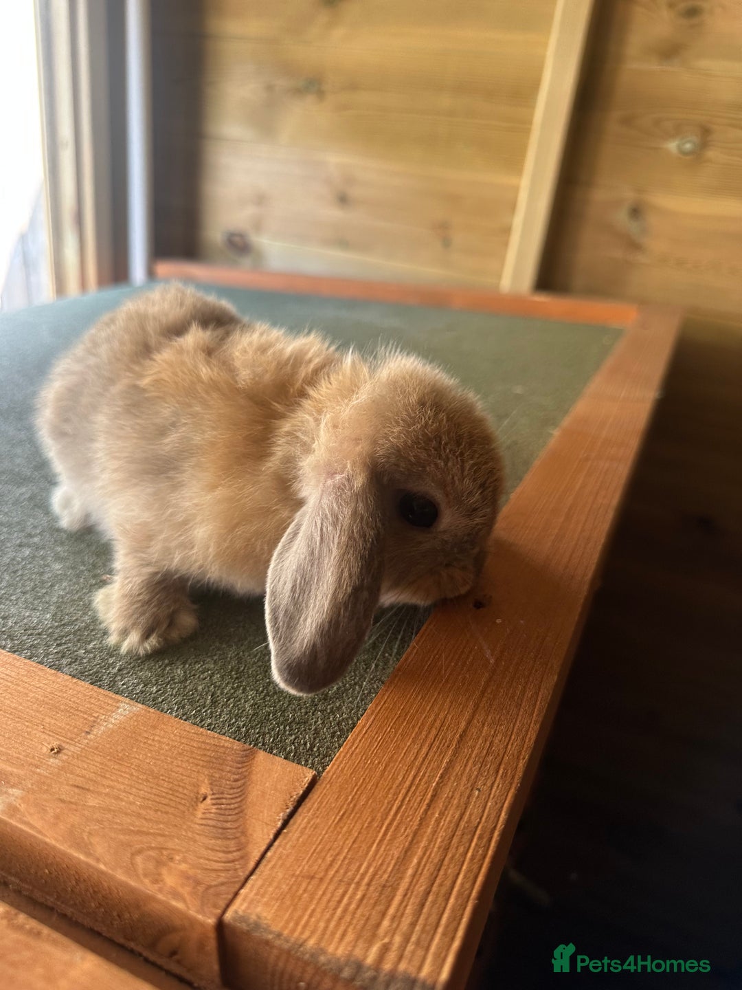 Mini Lop rabbits for sale: Sweet Baby Mini lops . - Image 13