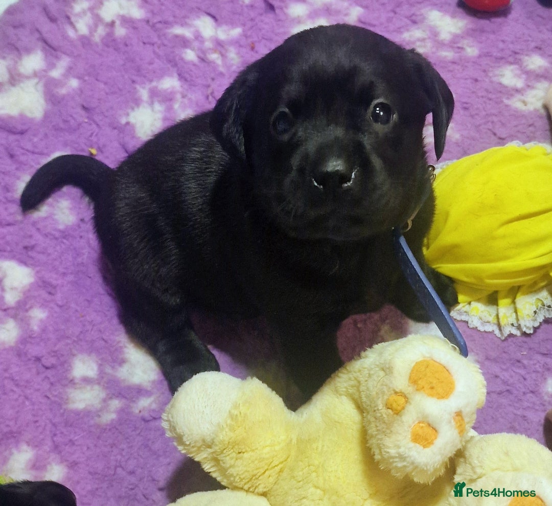 Labrador Retriever dogs for sale: Kennel Club Reg Health Tested Puppies 2 Bitches - Advert 5