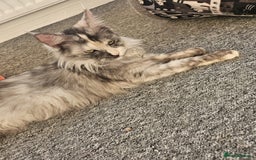 Maine Coon cats for sale: 2 beautiful maine Coon cats  - Image 7
