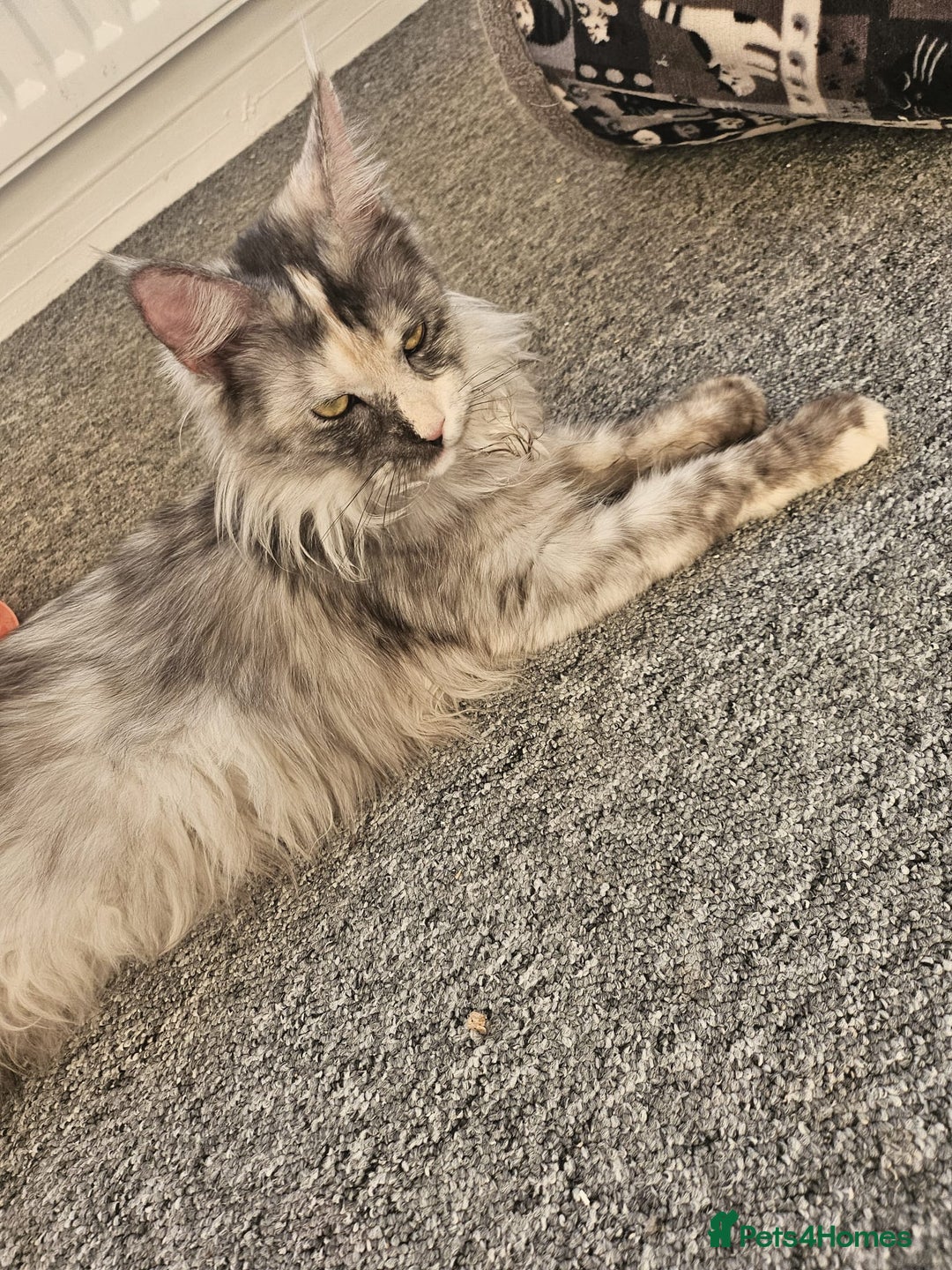 Maine Coon cats for sale: 2 beautiful maine Coon cats  - Image 7