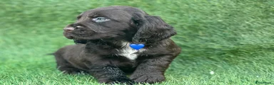 Cocker Spaniel 1 