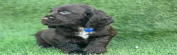 Cocker Spaniel dogs for sale: Beautiful Cocker Spaniel Puppies - Advert 10
