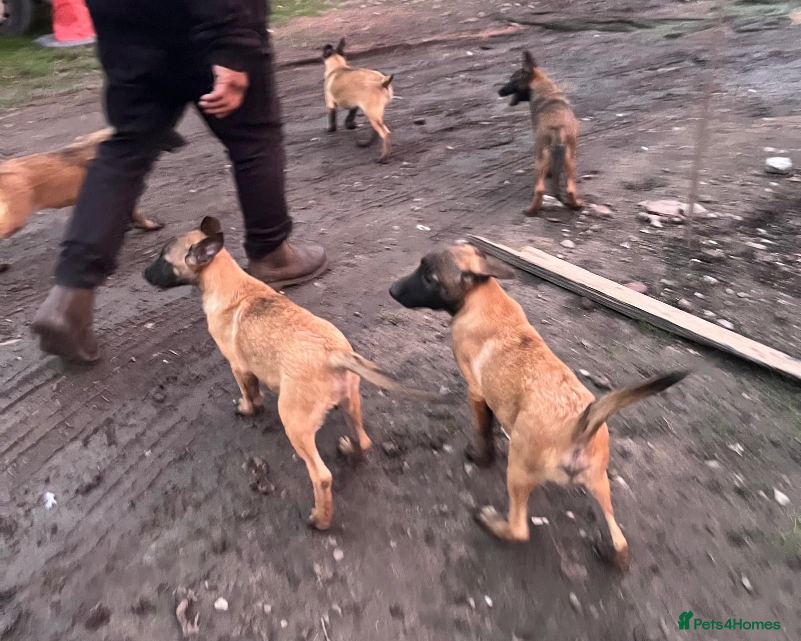 Belgian Shepherd Dog dogs Beautiful litter of Belgium Mally available  - Advert 1