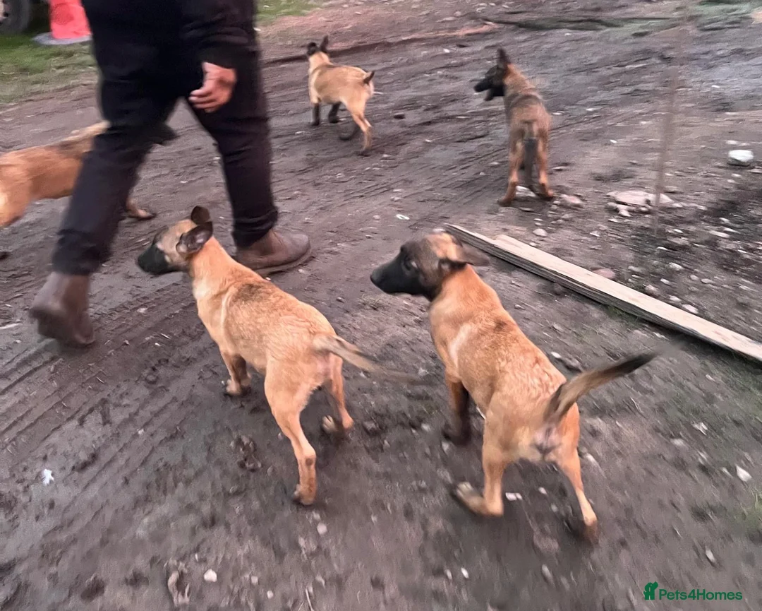 Belgian Shepherd Dog dogs for sale: Beautiful litter of Belgium Mally available  - Advert 2