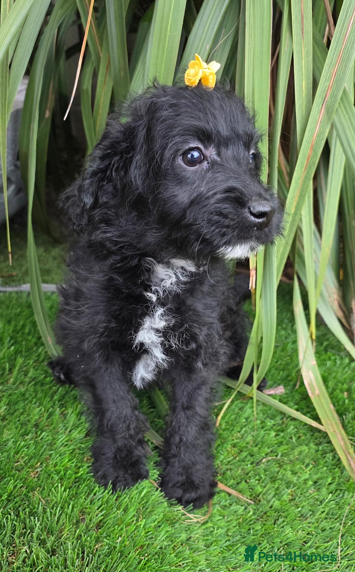 Labradoodle dogs Last 1..£850 fully vaccinated F1b Labradoodle pups - Advert 8