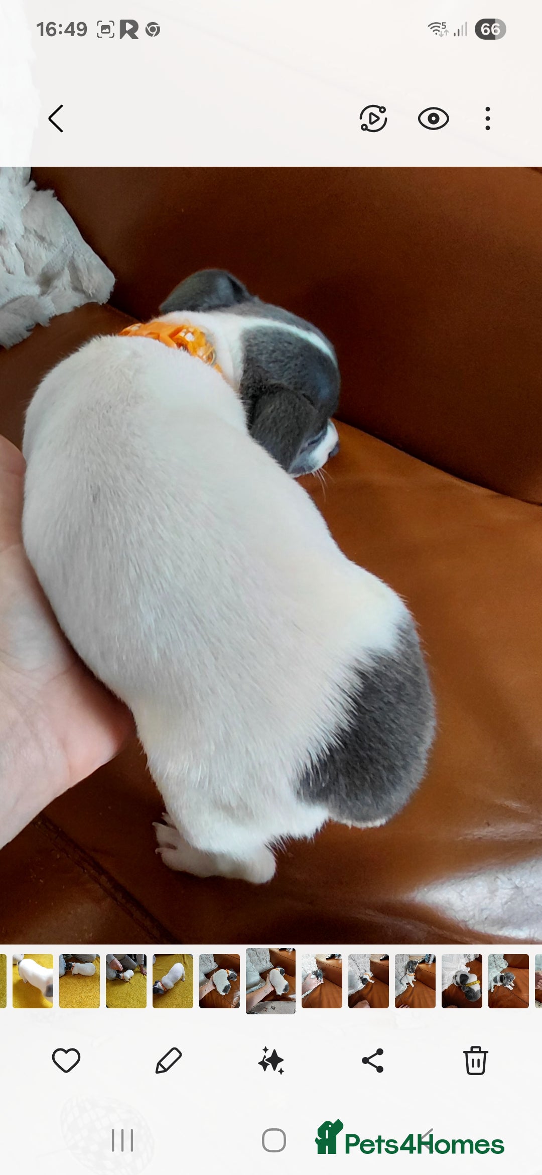 Jack Russell dogs for sale: Miniature Wenlock jack russell terriers - Image 4