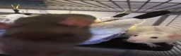 Rat rodents for sale: 4 female rats with cage and accessories  - Advert 5