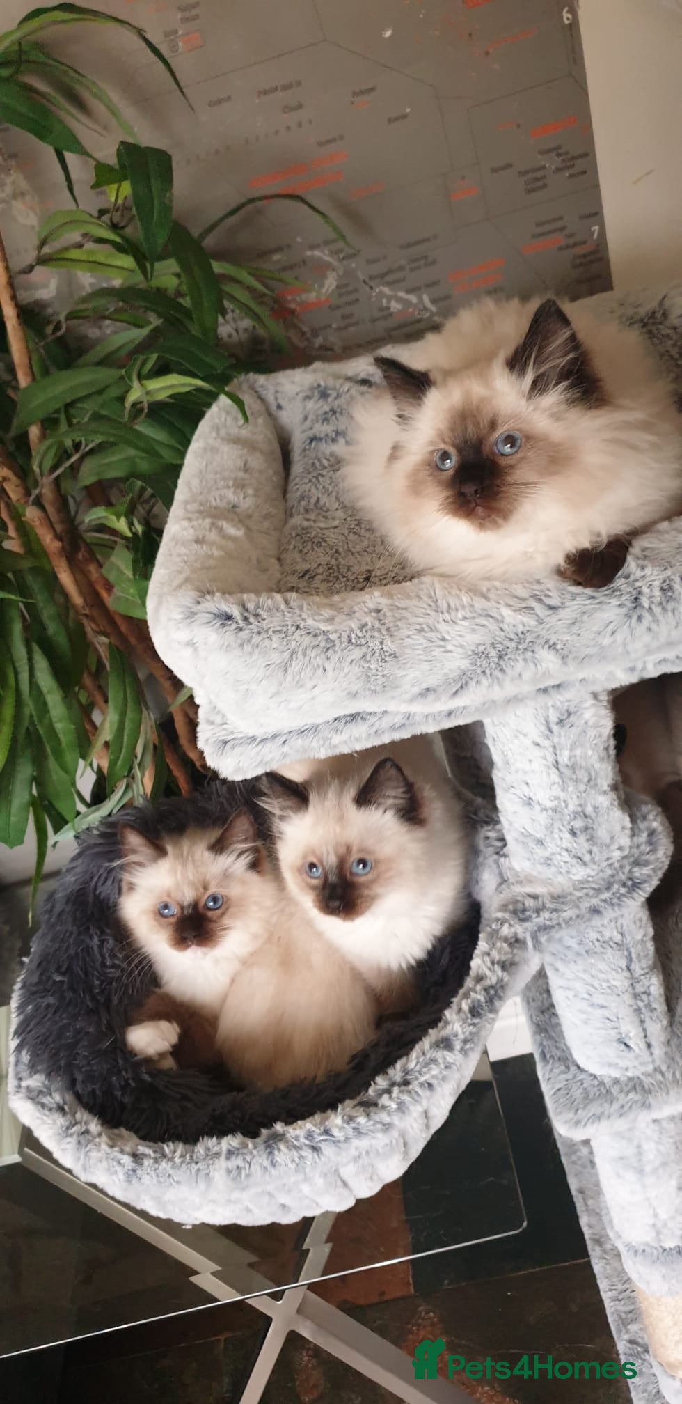Ragdoll cats Stunning GCCF Registered Ragdoll Kittens. - Advert 1
