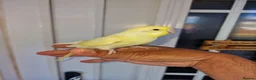 Budgerigars birds for sale: Super hand tamed baby budgies  - Advert 15
