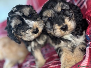 Cockapoo dogs Vaccinated Cockapoo Puppies - Advert 2