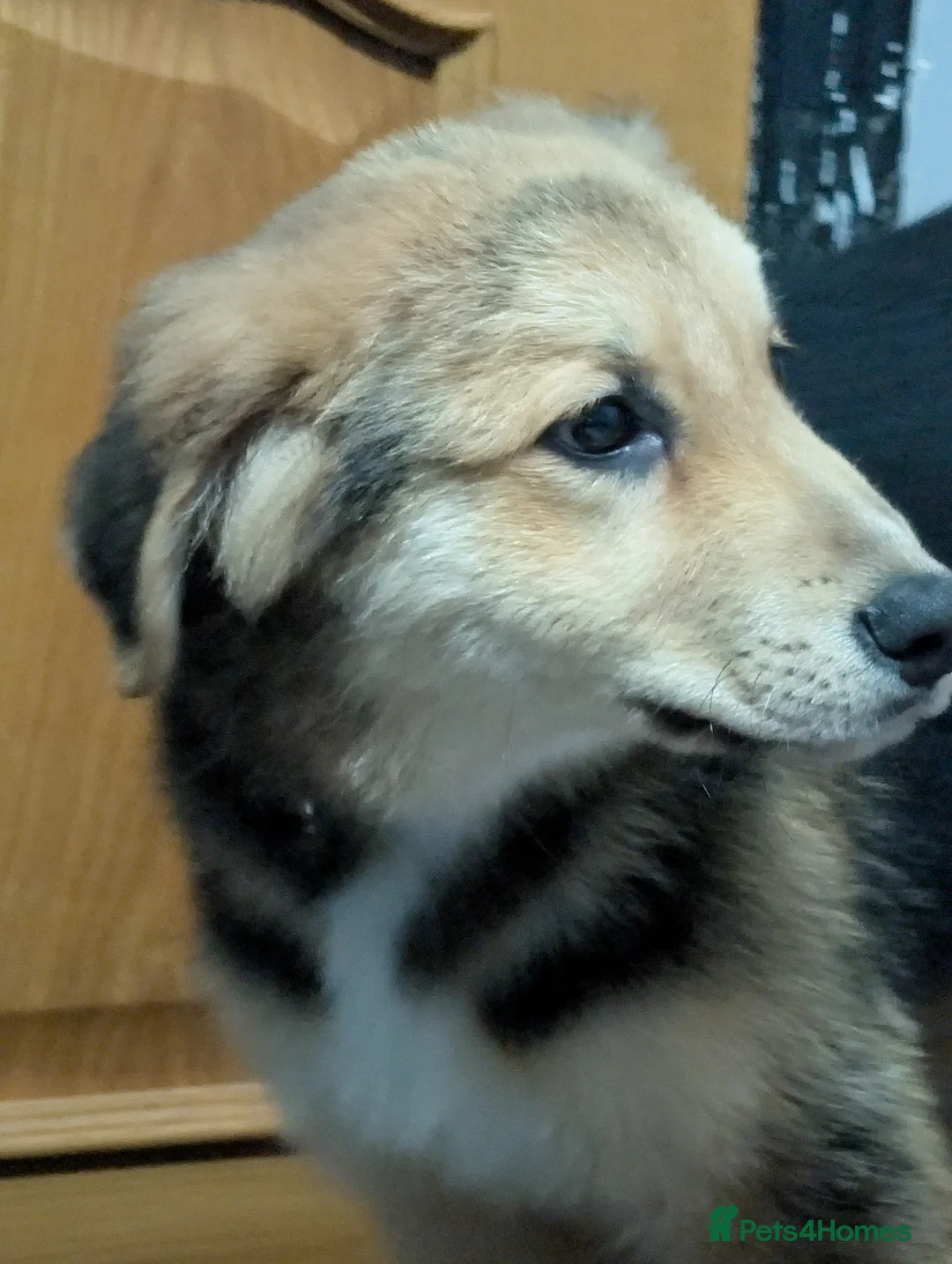 Mixed Breed dogs for sale: St Bernese X white swiss Shepard puppy - Advert 9