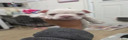 French Bulldog dogs for sale: French bulldog puppies  - Advert 4