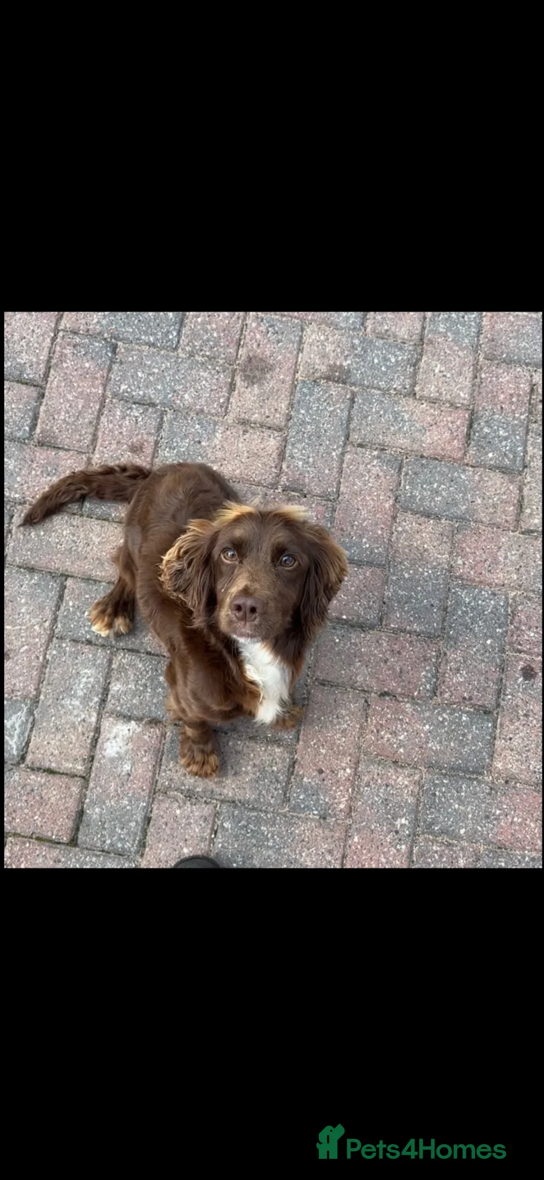 Cockapoo dogs for sale: 🐾Beautiful cockapoo puppies 🐾💙💗 - Advert 36