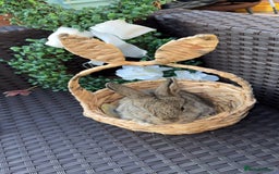 Mini Lion Lop rabbits for sale: 3 baby rabbits looking for their forever home - Image 2